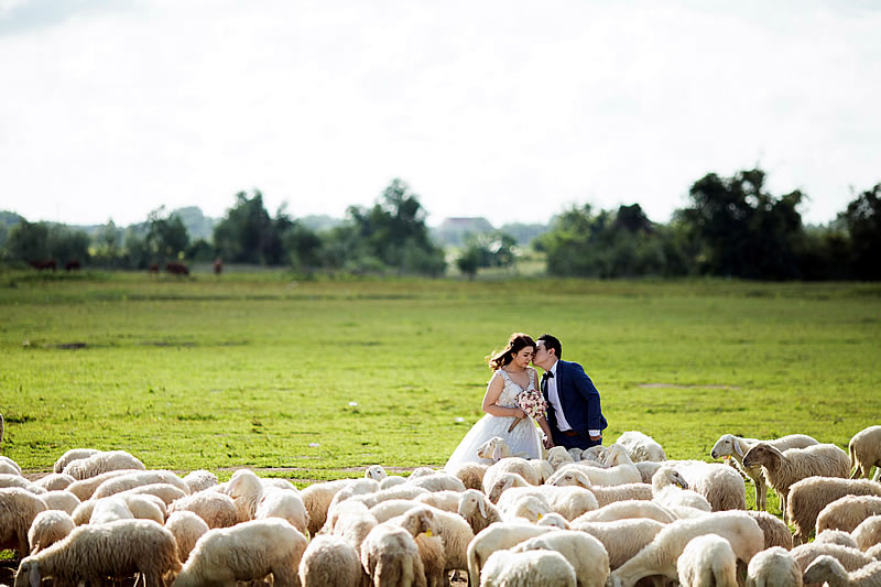 Wedding Story
