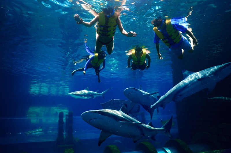 Dubai Bachelorette Destination shark snorkel Dubai Bachelorette Destination shark snorkel
