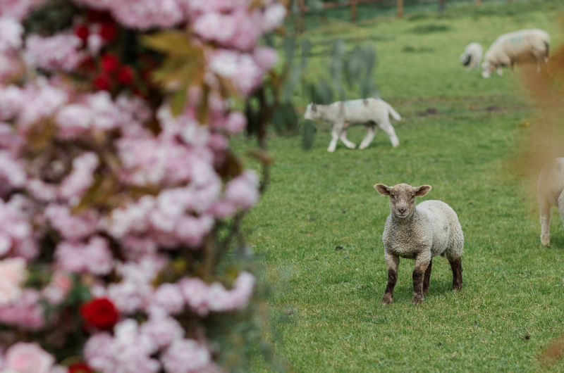Cashel_Palace_Styled_Challenge_Ireland_sheep Cashel_Palace_Styled_Challenge_Ireland_sheep